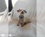 Small #2 Mutt