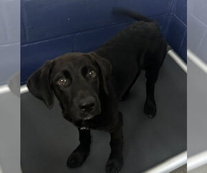 Labrador Retriever-Unknown Mix Dogs for adoption in Sterling, MA, USA