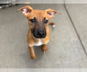 Black Mouth Cur-Unknown Mix Dogs for adoption in Tulsa, OK, USA
