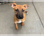 Small Black Mouth Cur Mix