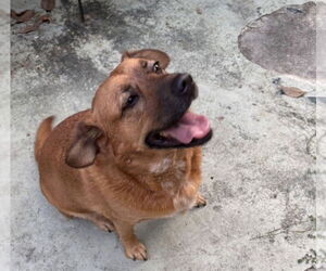 JoJo - Female Black Mouth Cur Dog for Adoption - Photo #2