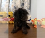 Yorkipoo puppie - Male Yorkipoo Puppy for Sale - Photo #7