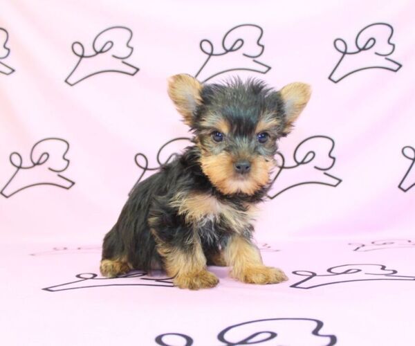Medium Photo #51 Yorkshire Terrier Puppy For Sale in LAS VEGAS, NV, USA