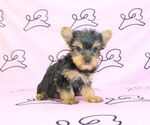 Small #50 Yorkshire Terrier