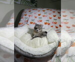 Small Photo #1 Pomeranian Puppy For Sale in COOKEVILLE, TN, USA