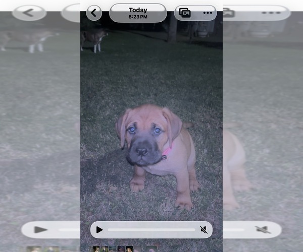 Medium Photo #6 Bullmastiff Puppy For Sale in JAY, FL, USA