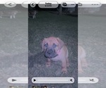 Small #5 Bullmastiff