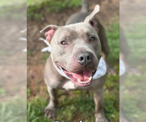 American Pit Bull Terrier Dogs for adoption in Hillsboro, NH, USA
