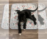 Small #1 Airedale Terrier Mix