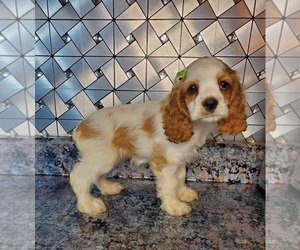 Cocker Spaniel Puppy for sale in GOSHEN, IN, USA