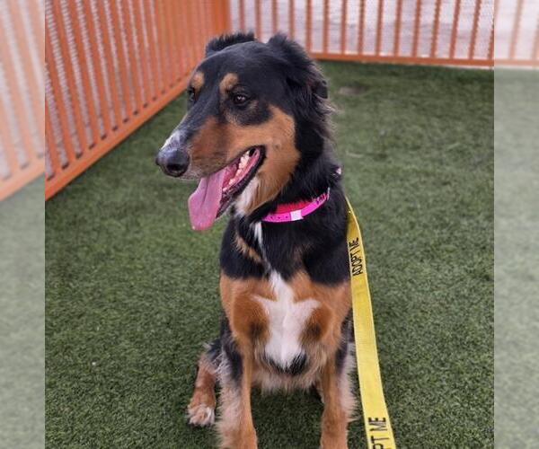 Medium Photo #1 Doberman Pinscher-Golden Retriever Mix Puppy For Sale in Las Vegas, NV, USA