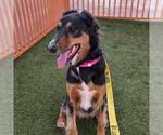 MIZFIT - Female Doberman Pinscher-Golden Retriever Mix Dog for Adoption - Small photo