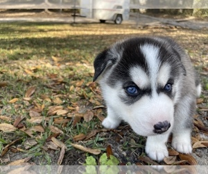 Siberian Husky Puppy for sale in SAINT CLOUD, FL, USA