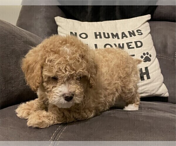 Medium Photo #2 Goldendoodle Puppy For Sale in PEMBROKE PINES, FL, USA