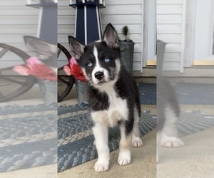 Siberian Husky Puppy for sale in BEAVER, OH, USA