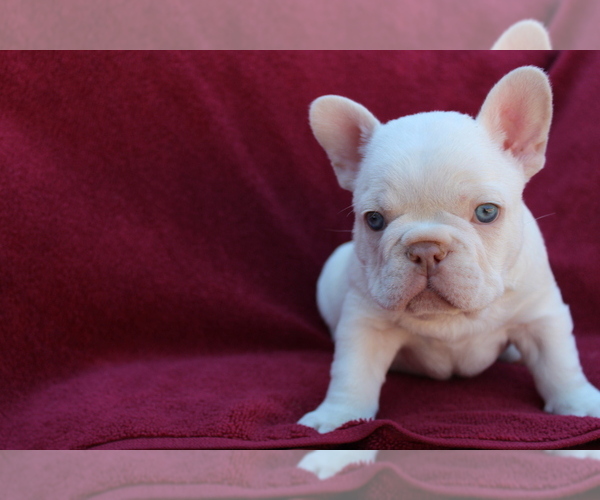 Medium Photo #1 French Bulldog Puppy For Sale in CHICO, CA, USA