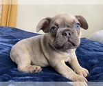 Small Photo #2 French Bulldog Puppy For Sale in HOMELAND, CA, USA