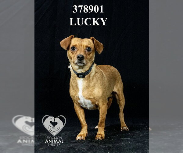 Medium Photo #1 Chihuahua-Unknown Mix Puppy For Sale in Stockton, CA, USA