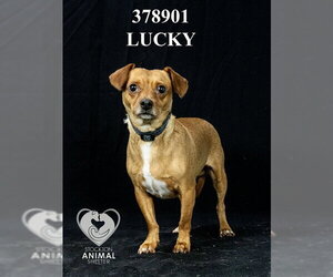 Chihuahua-Unknown Mix Dogs for adoption in Stockton, CA, USA