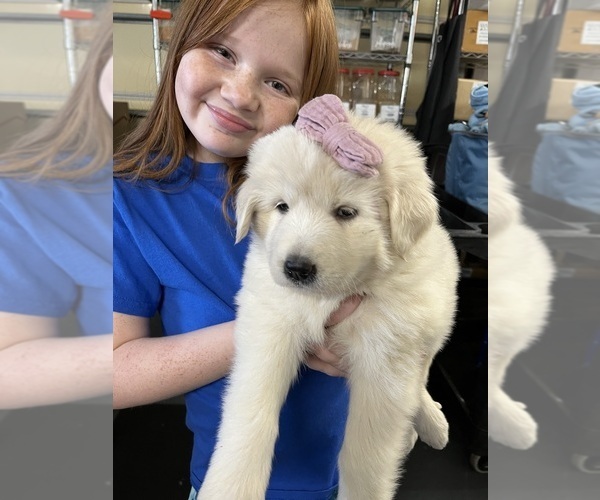 Medium Photo #1 Great Pyrenees Puppy For Sale in SPERRY, OK, USA