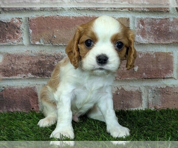 Medium Photo #4 Cavalier King Charles Spaniel Puppy For Sale in MOBERLY, MO, USA