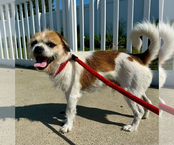 Medium Photo #3 Border Terrier-Unknown Mix Puppy For Sale in Newport Beach, CA, USA