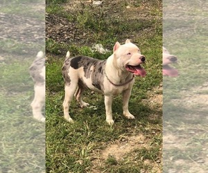 Father of the American Bully puppies born on 12/23/2020