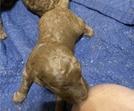 Small Photo #2 Poodle (Standard) Puppy For Sale in BARTLETT, TX, USA
