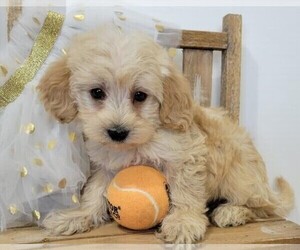 Goldendoodle (Miniature) Puppy for sale in ORO VALLEY, AZ, USA