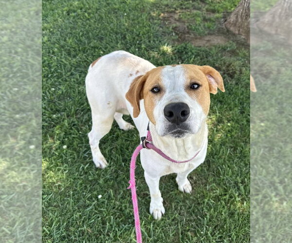 Medium Photo #2 Mutt Puppy For Sale in Evansville, IN, USA