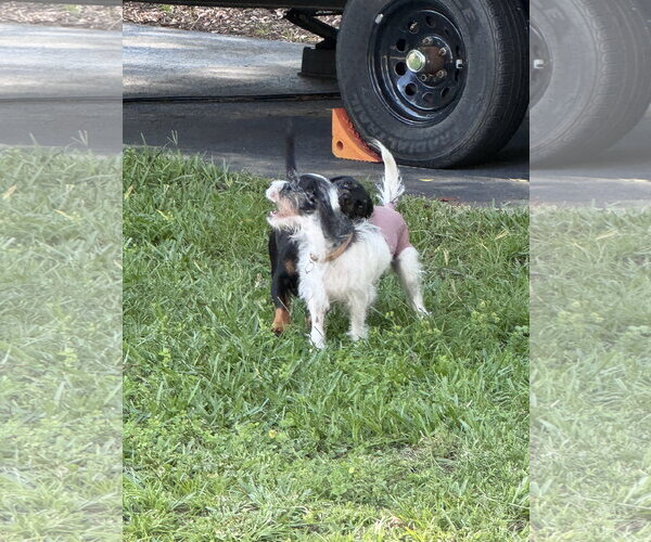 Medium Photo #4 Dachshund-Unknown Mix Puppy For Sale in Tampa, FL, USA