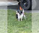 Small #3 Dachshund Mix