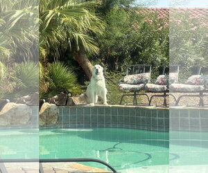 Miss Lucy - Female Great Pyrenees Dog for Adoption - Photo #9