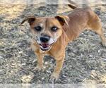 Small #2 American Pit Bull Terrier-Rhodesian Ridgeback Mix