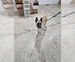 Small #2 Akita