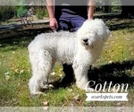 Small Photo #1 Sheepadoodle Puppy For Sale in GOLDEN CITY, MO, USA