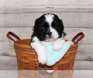 Shih Tzu Puppy for sale in FRAMINGHAM, MA, USA