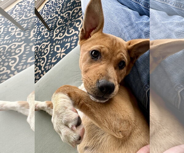 Medium Photo #15 Mutt Puppy For Sale in Holly Springs, NC, USA