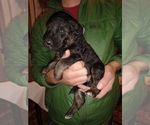 Small Photo #13 Shepadoodle Puppy For Sale in FOUNTAIN, CO, USA