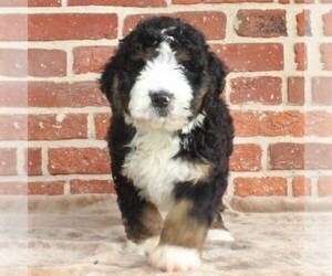 Bernedoodle Puppy for sale in PEACH BOTTOM, PA, USA