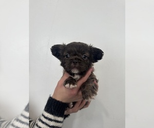 French Bulldog Puppy for sale in SACRAMENTO, CA, USA