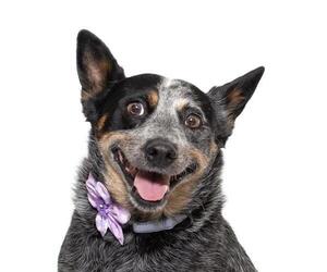 Mutt Dogs for adoption in Santa Maria, CA, USA
