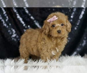 Maltipoo (Miniature) Puppy for Sale in WARSAW, Indiana USA
