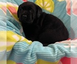 Small #1 Labrador Retriever