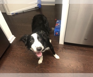 Border Collie Puppy for sale in MARTINSBURG, WV, USA