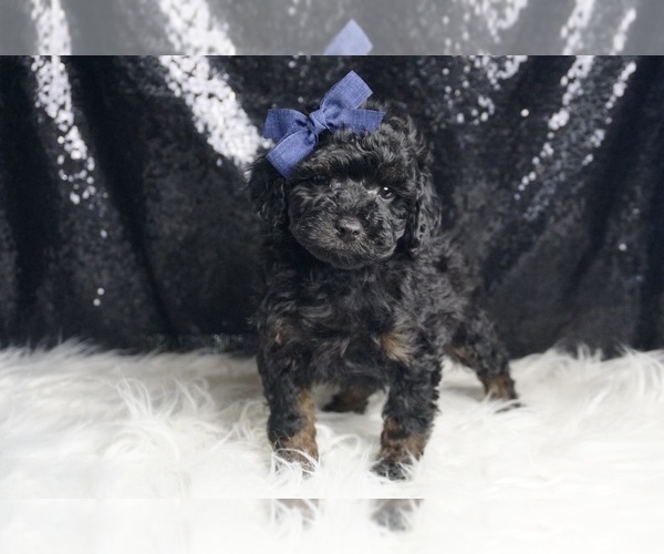 Medium Photo #2 Poodle (Toy) Puppy For Sale in WARSAW, IN, USA