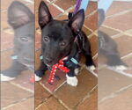 Small #1 Chihuahua Mix
