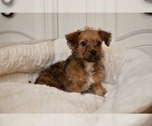 Chihuahua-YorkiePoo Mix Puppy for sale in NORTH AUGUSTA, SC, USA