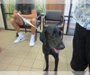 Medium Great Dane