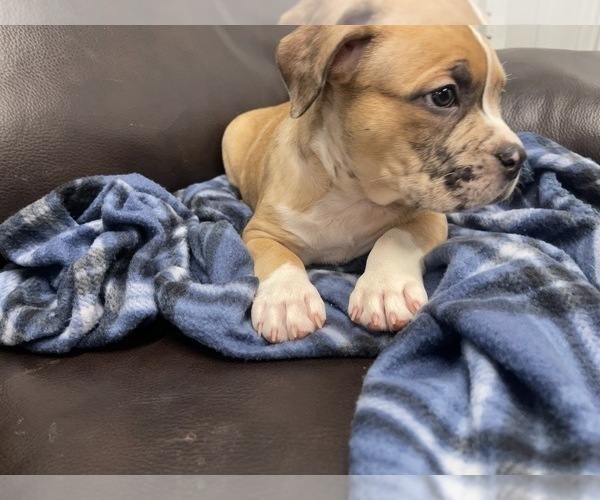 Medium Photo #127 American Bully Puppy For Sale in REESEVILLE, WI, USA